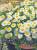 margueritte blanche naine et Lobelia