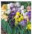 iris des jardins germanica