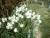 narcisses a fleurs de geraniuns