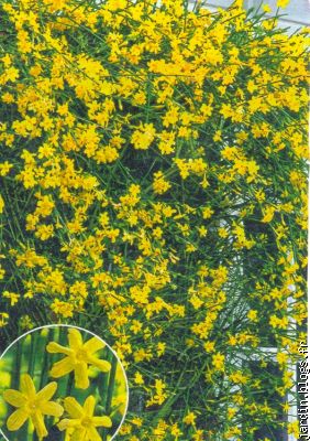 jasmin d'hiver jaune,floraison fevrier mais il y a de nombreuses varie