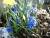 jacinthes bleues ( nouveau)