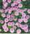 geranium sanguineum striatum rose,ne gele pas,vivace