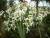iris blancs des jardins