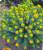 rodiola rosea,plante nouvelle