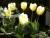 tulipes blanches et vertes