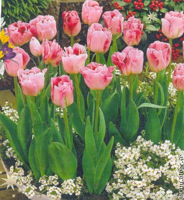 Tulipe Angelique rose et Corbeille d'argent