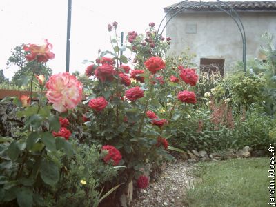 roseraie 2009