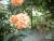 rosier anglais orange floraison au mois d'avril