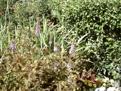 bord du bassin,lysimachia,li atris bleu,et iris