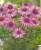 echinacea mauve for Juin à Octobre