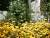 massif de rubekias jaunes vivaces,cette plante ne gele pas