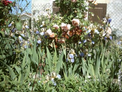 iris de jardin et rosier anglais