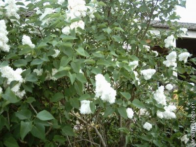 lilas double blanc