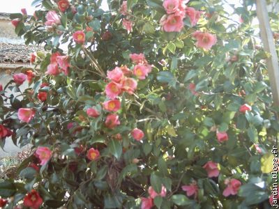 camelia japonica rose